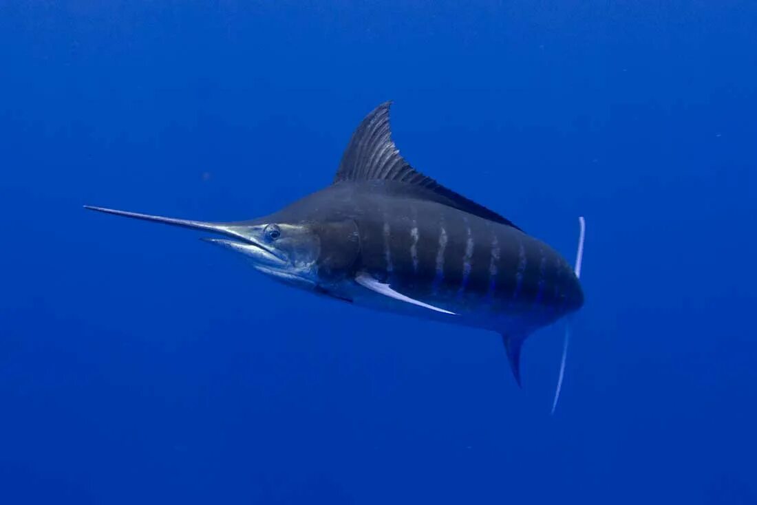 Марлин парусник и рыба меч. Веслонос рыба осетровые. Как называется рыба с длинным носом. Как называется рыба с длинным носом. Осетр веслонос.