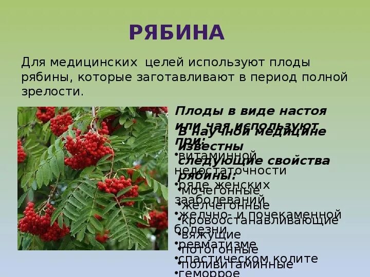 Растения в домашней аптечке. Рябина красная. Рябина красная полезные. Лекарственные травы рябина. Растения в домашней аптечке 2