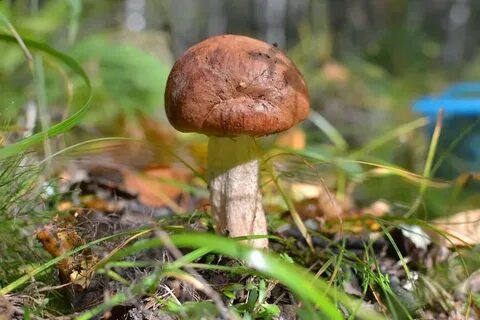 Грибы полезли