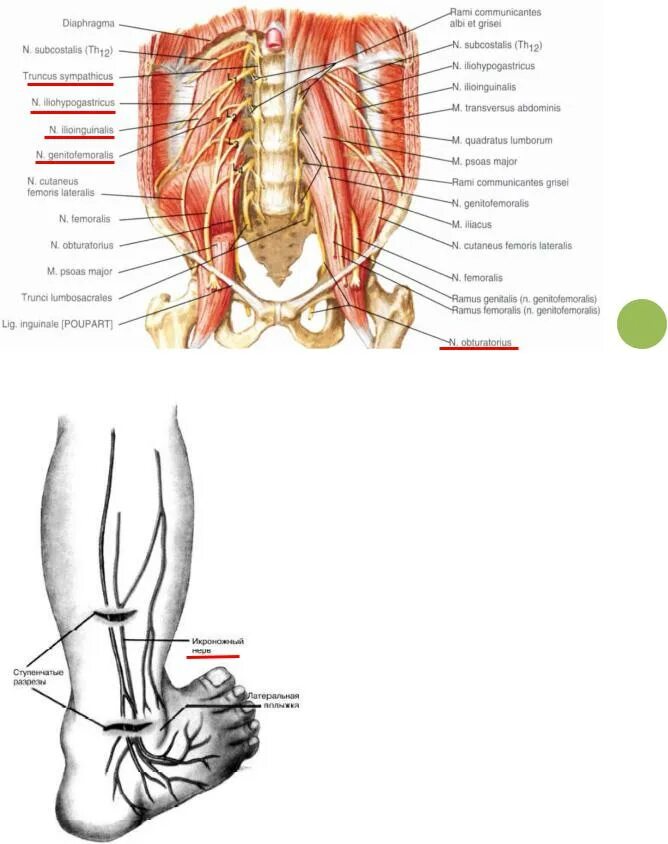 Запирательный нерв анатомия топография. Нерв l1 подвздошно-паховый. Подвздошно-подчревный нерв иннервирует. Проекция запирательного нерва.