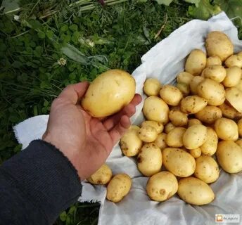 Желтые сорта картофеля