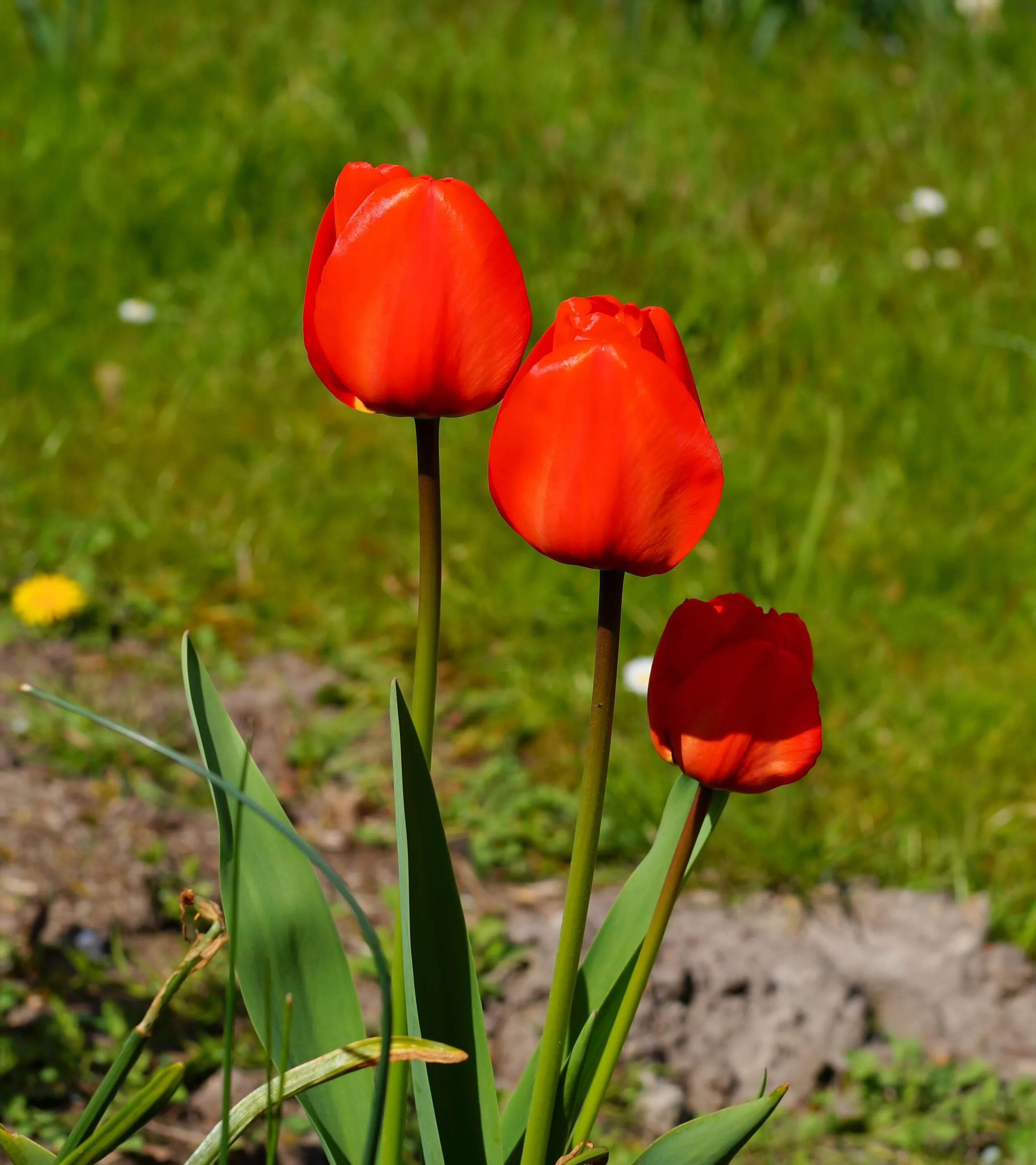 3 красных тюльпана. Тюльпан Anita Witzier красный. Тюльпан дикий, тюльпан Флорентийский. Тюльпан Лемана. Тюльпан узколистный.