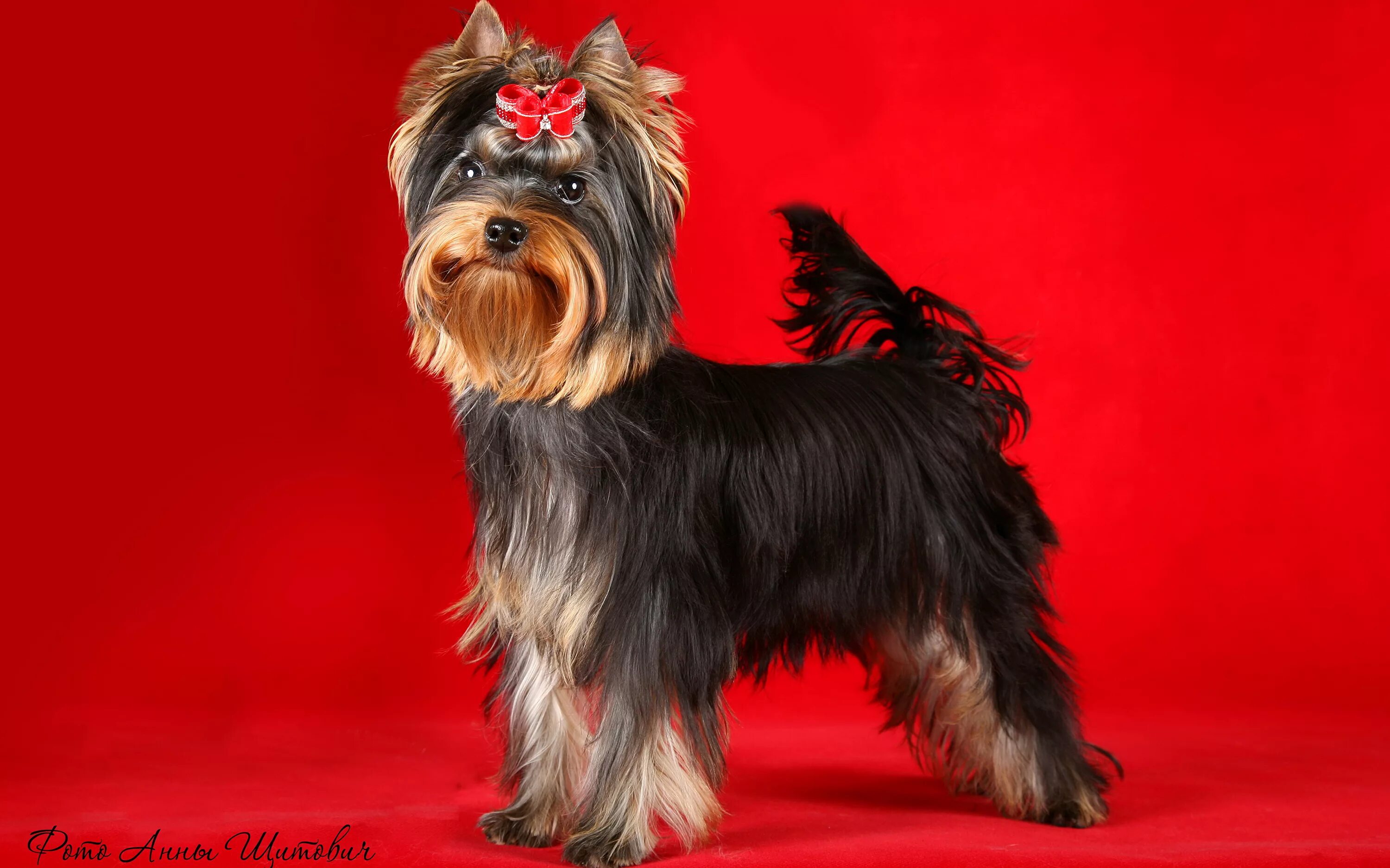 терьер йоркширский малошерстный. якширтерьерский терьер. терьер йоркширский малошерстный. йоркшир терьер. йекштерьерский терьер.