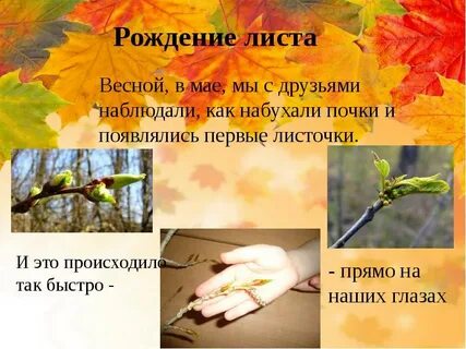 Листья что делают действия