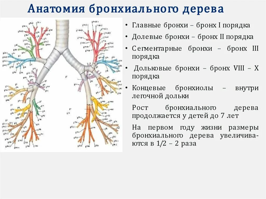 Бронхиальное дерево легких. Бронхиальное дерево сегментарные бронхи. Бронхиальное дерево и ацинус. Анатомия бронхиального дерева при бронхоскопии. Структура бронхиального дерева анатомия.