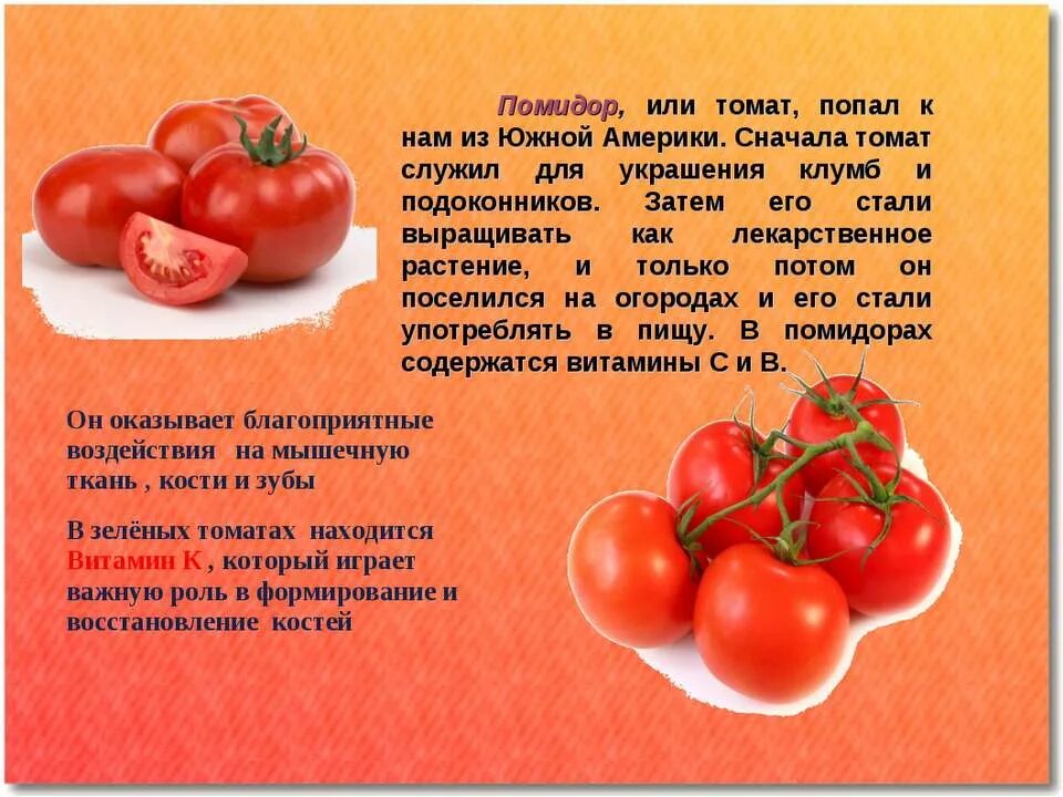 Какие отношения складываются между томатом и осотом. Томат или помидор. Разница томатов. Томат и помидор отличие. Томат и помидор в чем разница.