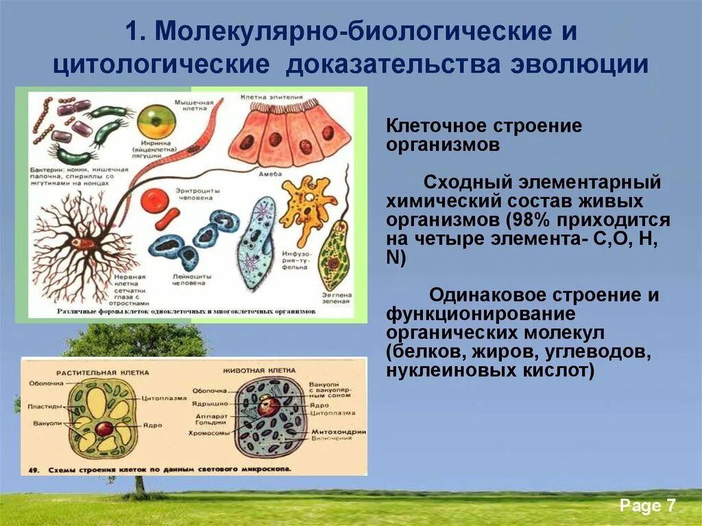 Биология 11 класс би2310401. Цитология и молекулярная биология доказательства эволюции. Цитологические доказательства эволюции. Цитологические доказательства эволюции кратко.