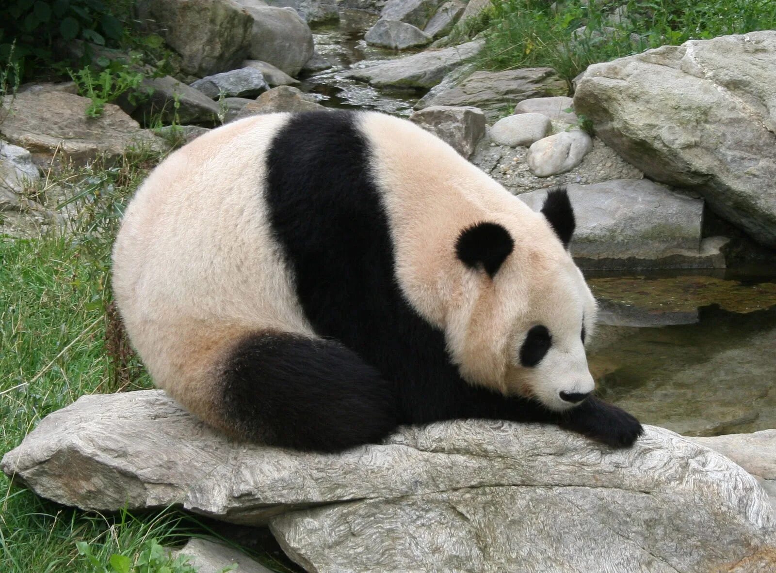 Панда таджикски. Очковая Панда. Giant Pandas. Большие панды. Панда взрослая.