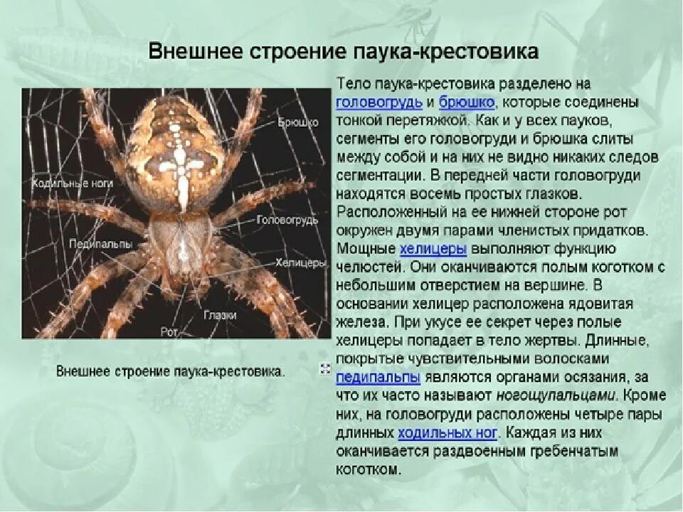 Паук относится к паукообразным. Характеристика паука крестовика таблица. Строение паука крестовика. Внешнее строение паука крестовика. Паук крестовик кратко.