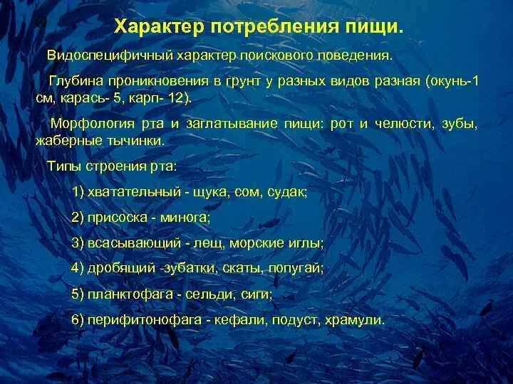 Особенности группы рыб. Характер питания рыб. Экологические группы рыб по питанию. Экологическая классификация рыб. Экологические группы морских рыб.