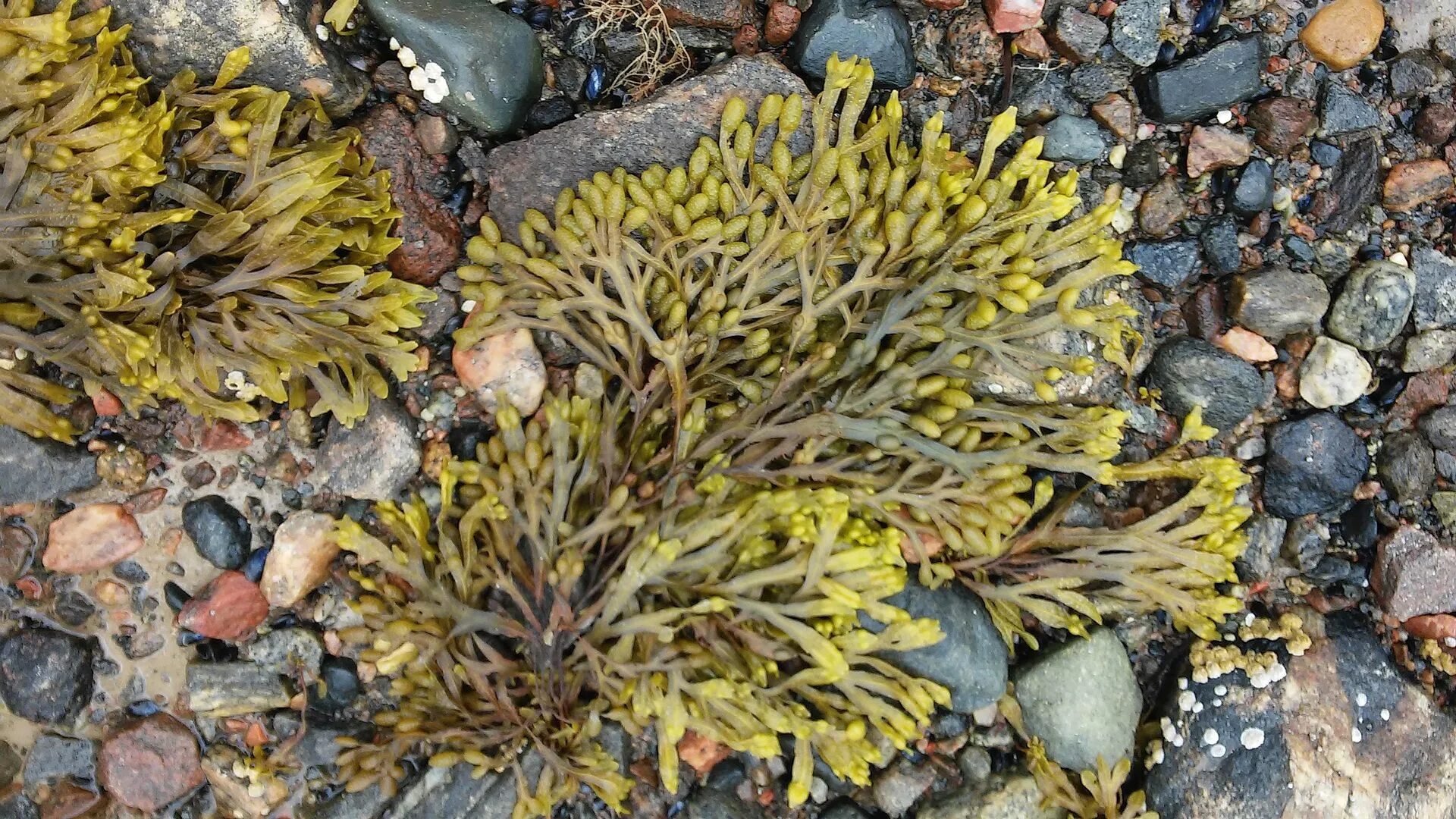 Фукусы морские водоросли. Фукус пузырчатый. Водоросли фукус. Бурые водоросли фукус. Фокусы морская водоросль.