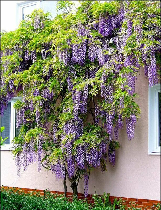 цветок лиана бугенвиллия. цветок лиана бугенвиллия. лиана плющ вечнозеленый. древовидная лиана глициния. плющ хмель.