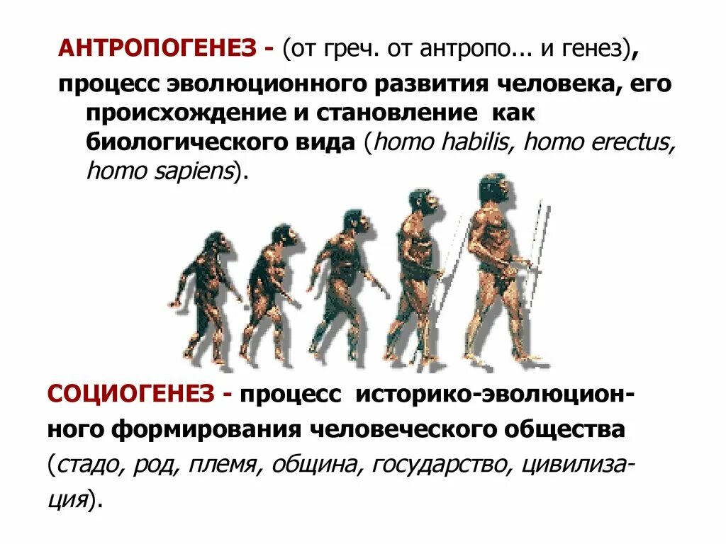 Процесс становления развития человека. Антропогенез и социогенез. Антропогенез социогенез антропосоциогенез. Этапы антропогенеза. Антропогенез это процесс.