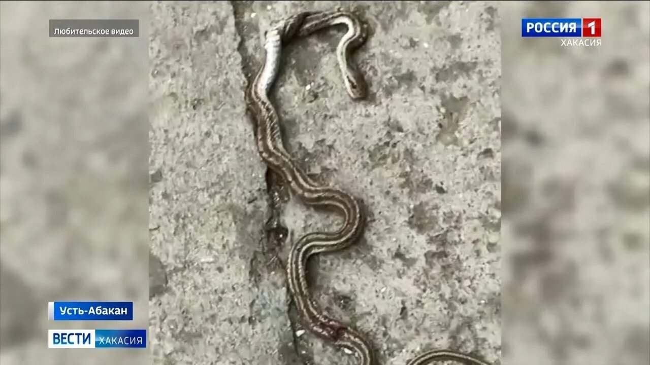 Змеи хакасии фото Что вы знаете о змеях Пройдите тест РГО Society Seldon News