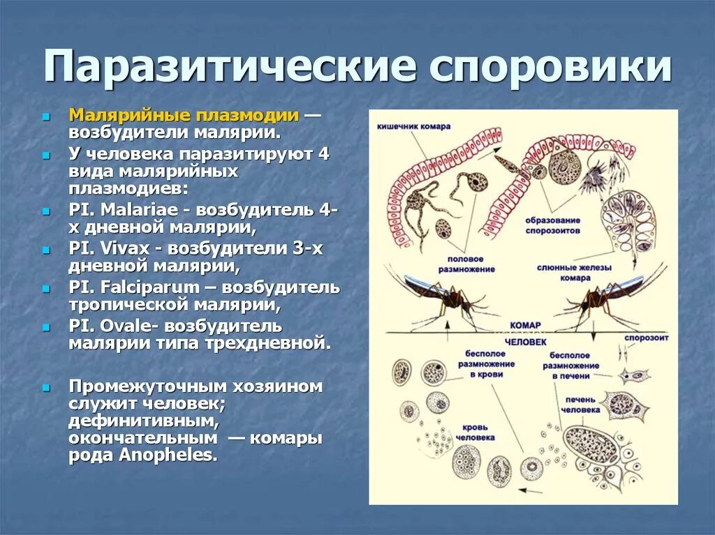 Сколько простейших известно. Цикл размножения малярийного плазмодия. Цикл малярийного плазмодия схема. Цикл развития малярийного плазмодия 7 класс. Жизненный цикл споровиков паразитов схема.