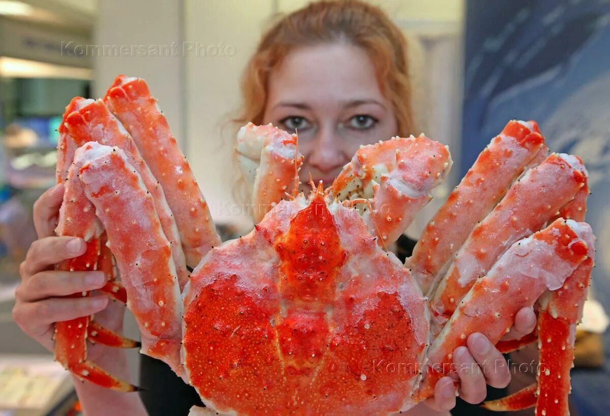 Огэ краб. Краб Стригун и Камчатский. Ловля Камчатского краба. Камчатский краб фото. Лобстер Камчатский.