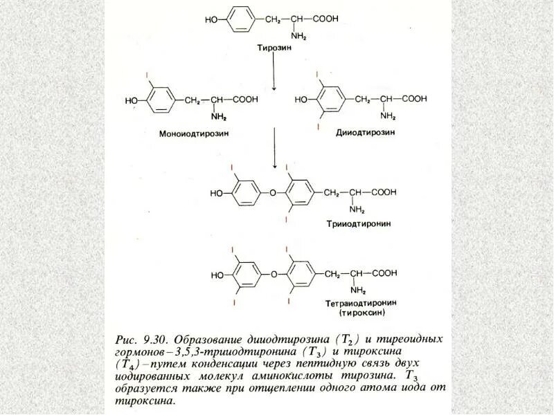 Использование йода для синтеза гормонов. Синтез тиреоидных гормонов биохимия схема. Синтез тиреоидных гормонов из тирозина. Схема синтеза тироксина. Синтез тироксина биохимия реакция.