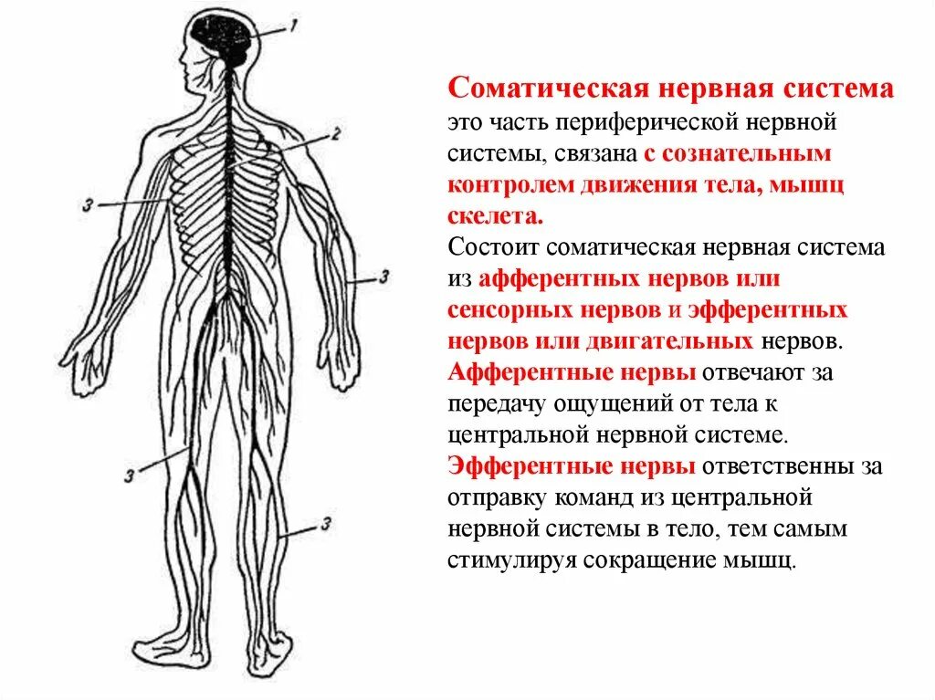 Соматическая нервная система состоит из. Периферический отдел нервной системы строение. Нервная система человека строение Центральная и периферическая. Периферическая нервная система анатомия строение. Центр периферическая нервной системы