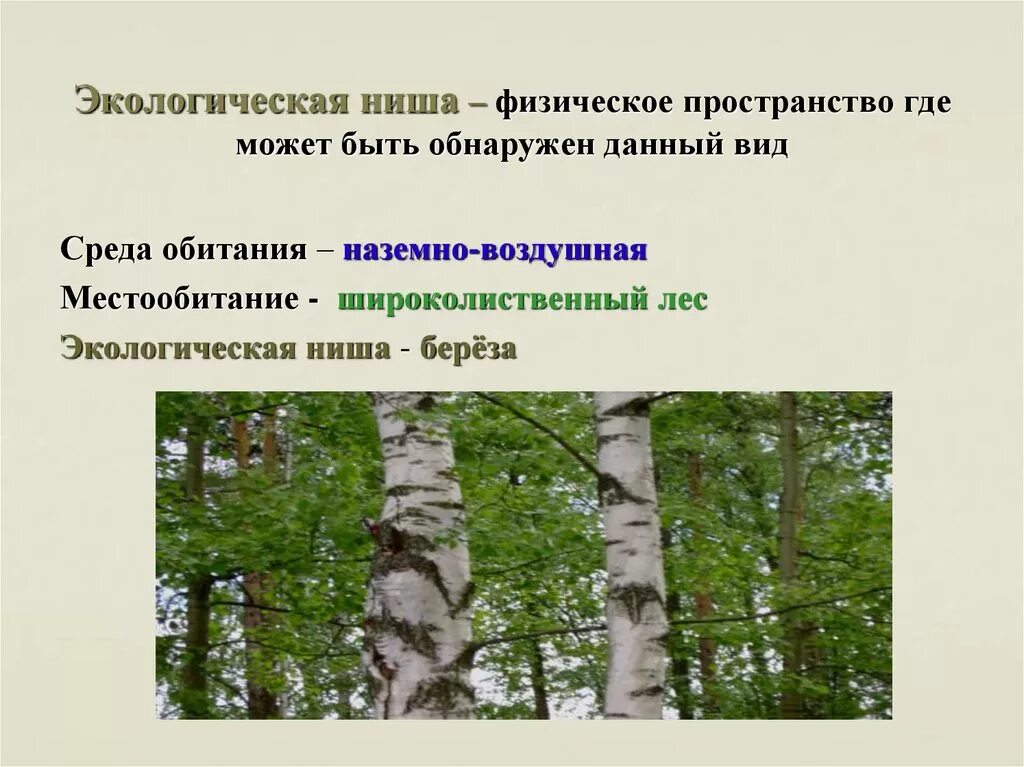 2 примера экологических ниш. Экологическая ниша. Экологическая ниша березы. Местообитание и экологическая ниша. Экологические ниши примеры.