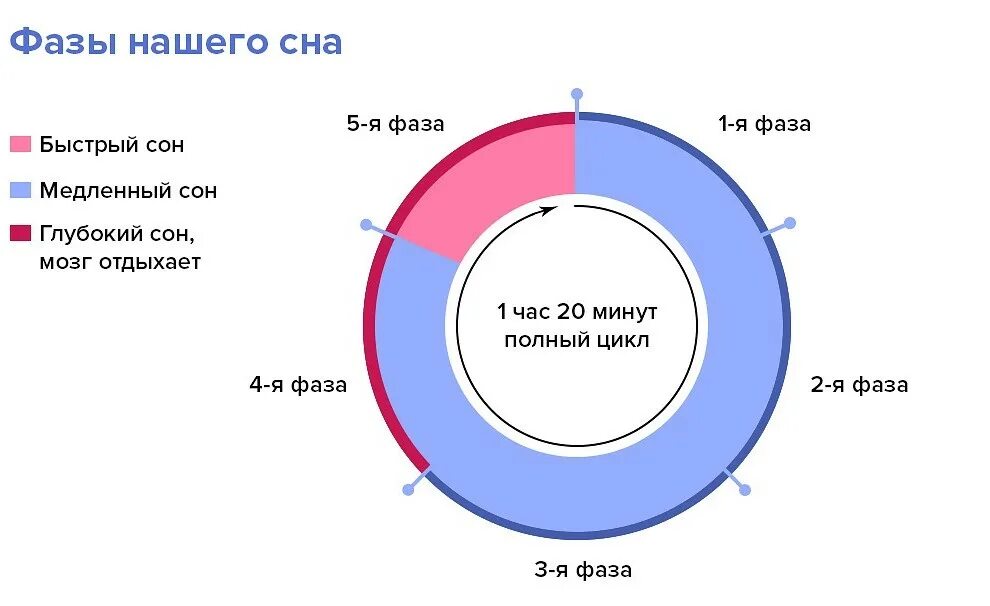 Сколько длится фаза быстрого сна