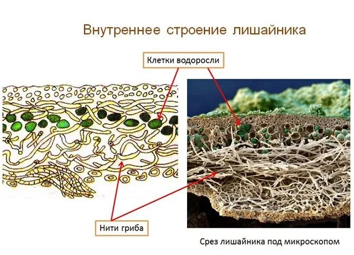 Взаимоотношения гриба и водоросли. Схема внутреннего строения лишайника. Срез лишайника строение. Строение таллома лишайника. Модель внутреннего строения лишайника.