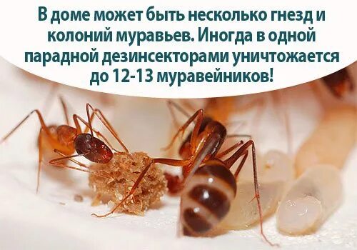 Дезинфекция муравьи в квартире. Дезинсекция от муравьев. Пищевые муравьи в квартире. Маленькие муравьи в квартире. Дезинфекция от муравьев в квартире.