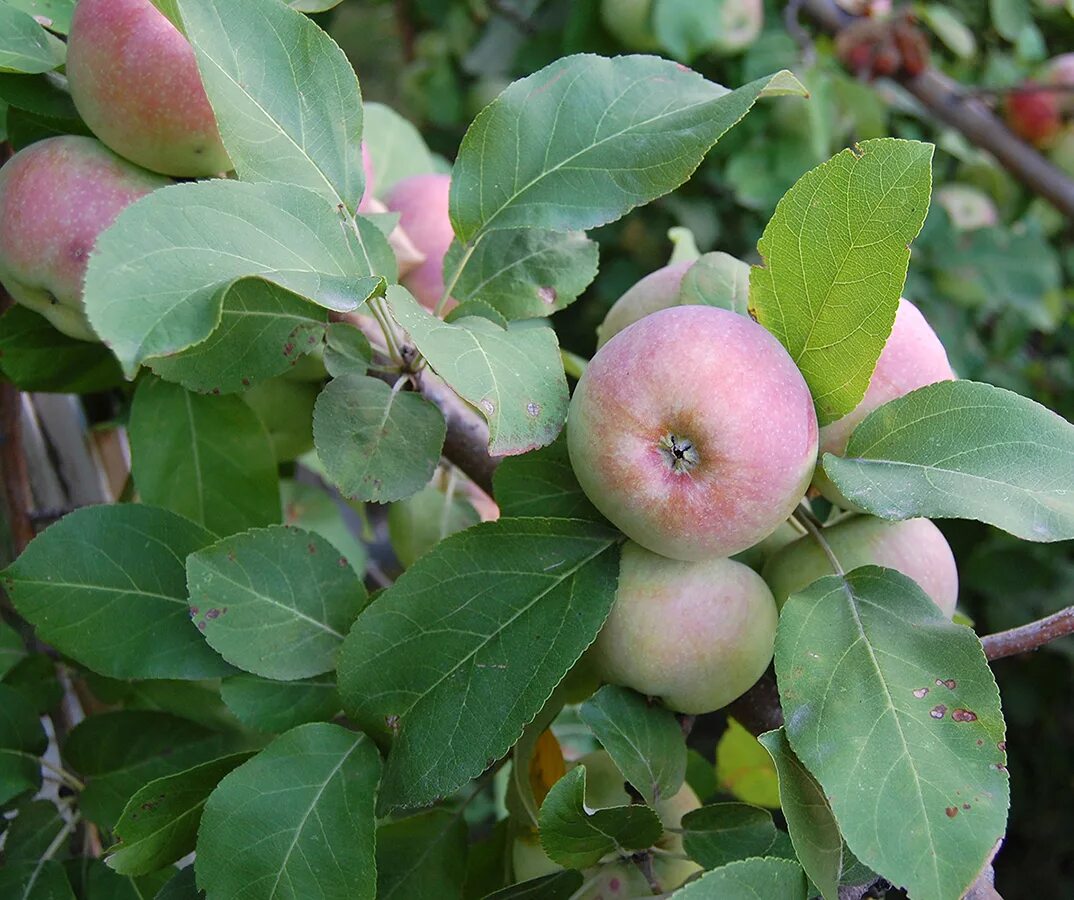 Яблоня Malus domestica. Яблоня домашняя (Malus domestica). Яблоня "Malus" плодовая. Malus domestica дерево. Яблоня зорька