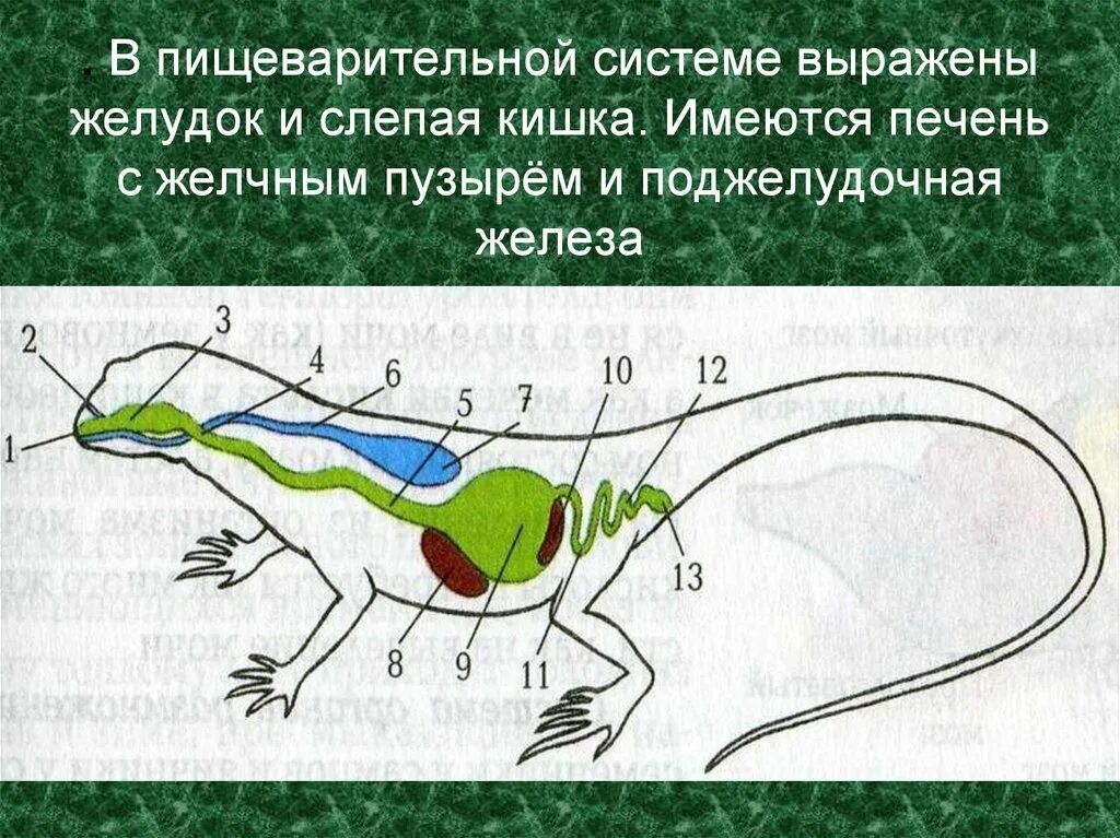 Пищеварительная система пресмыкающихся. Пресмыкающиеся строение пищеварительной системы. Схема строения пищеварительной системы пресмыкающихся. Пищеварительная система пресмыкающихся 7 класс биология.