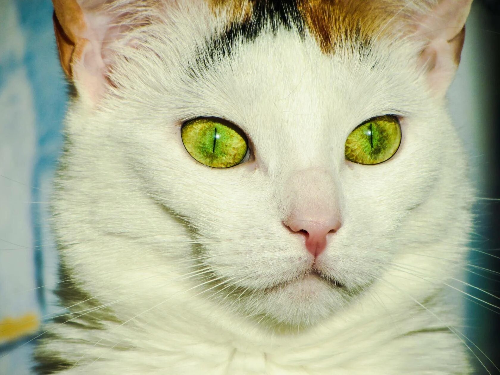 Желтыми как кошачьи глаза какое средство. Гетерохромия у кошек. Гетерохромия у кота. Кольцевая гетерохромия у кошек. Турецкий Ван гетерохромия.