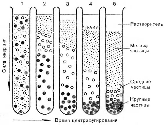 Седиментация белков
