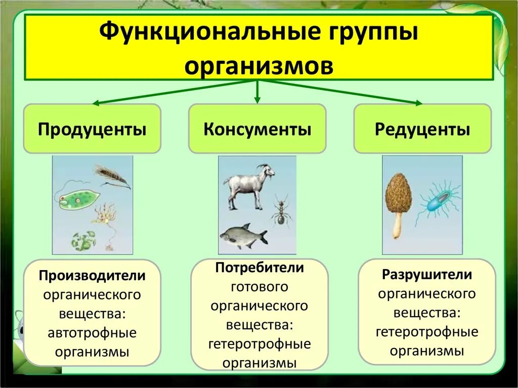 Консументы в аквариуме. Типы питания организмов продуценты консументы редуценты. Функциональные группы живых организмов. Продуцентв консументы ред. Продуцентв консументв рецудентв.