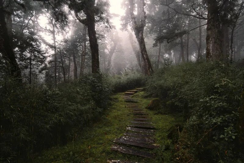 Заброшенный лес. Безлюдный лес. Dark Forest Trail. Growth Dark.