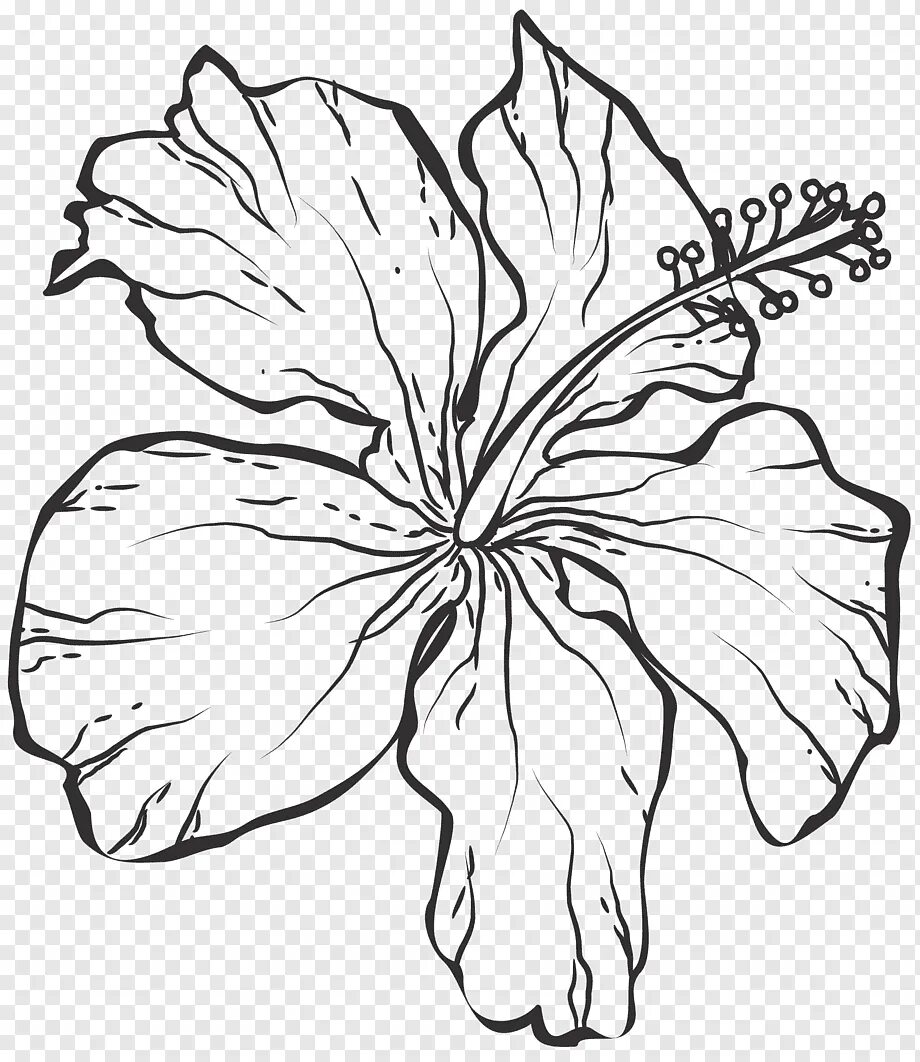 Outline sketching