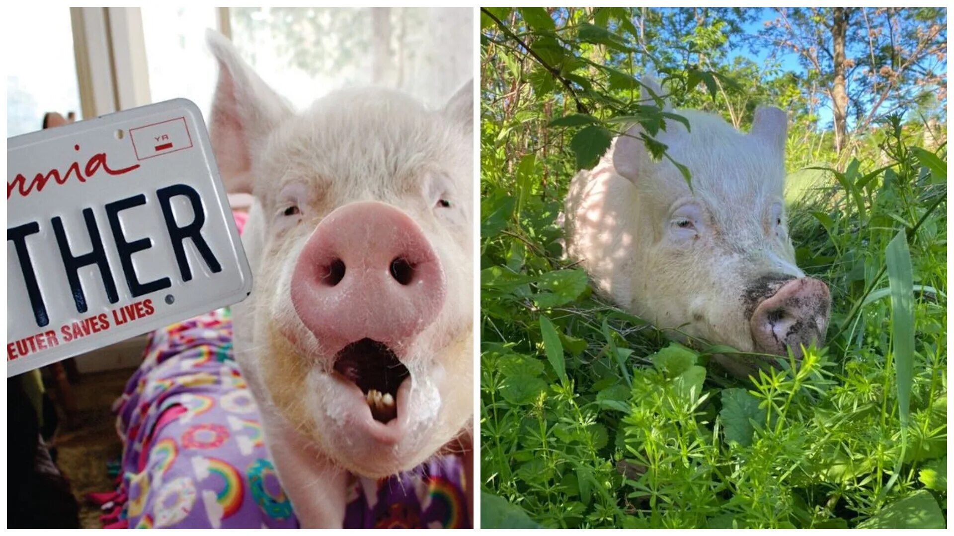 Сестры свиньи. Минипиг. Накрашенная свинья. Морда свиньи фото. Сестра свинья.