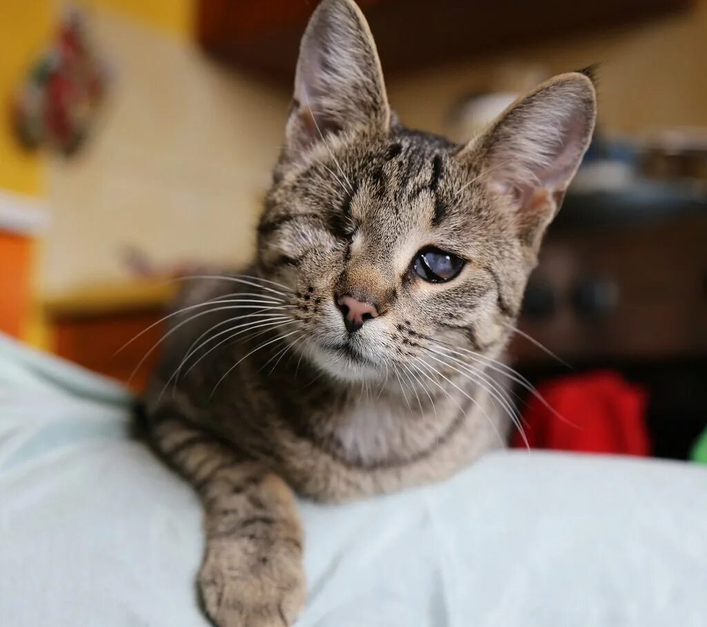 Порода кошек метис. Коты метисы. Ориентальная короткошерстная кошка серая. Метис кошка. Порода метис коты.