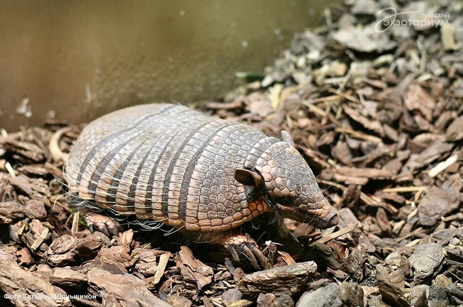 Броненосец южной америки. Броненосец южной америки. Длиннохвостый броненосец. Спаривание броненосцев. Два броненосца.
