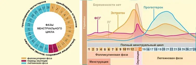 Лютеиновая фаза менструационного цикла. Фазы менструационного цикла прогестерон. Женские половые гормоны в 1 фазу менструального цикла. Фазы менструационного цикла фолликулярная овуляторная лютеиновая. Овуляция состояние женщины