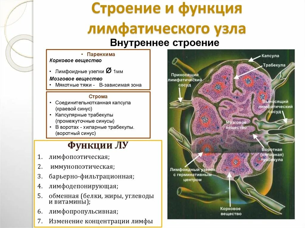 Какие функции лимфатических узлов. Строение лимфатического узла гистология. Функции лимфатических узлов гистология. Лимфатический узел гистология схема. Гистологическое строение лимфатического узла схема.