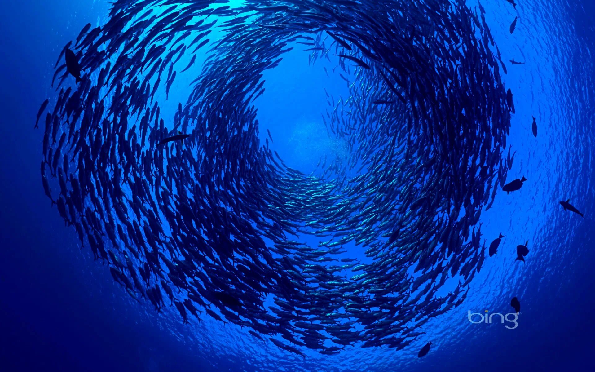 Косяки рыб в океане. Стаи рыб в океане. Море под водой. Рыбы под водой. Жизнь морского океана