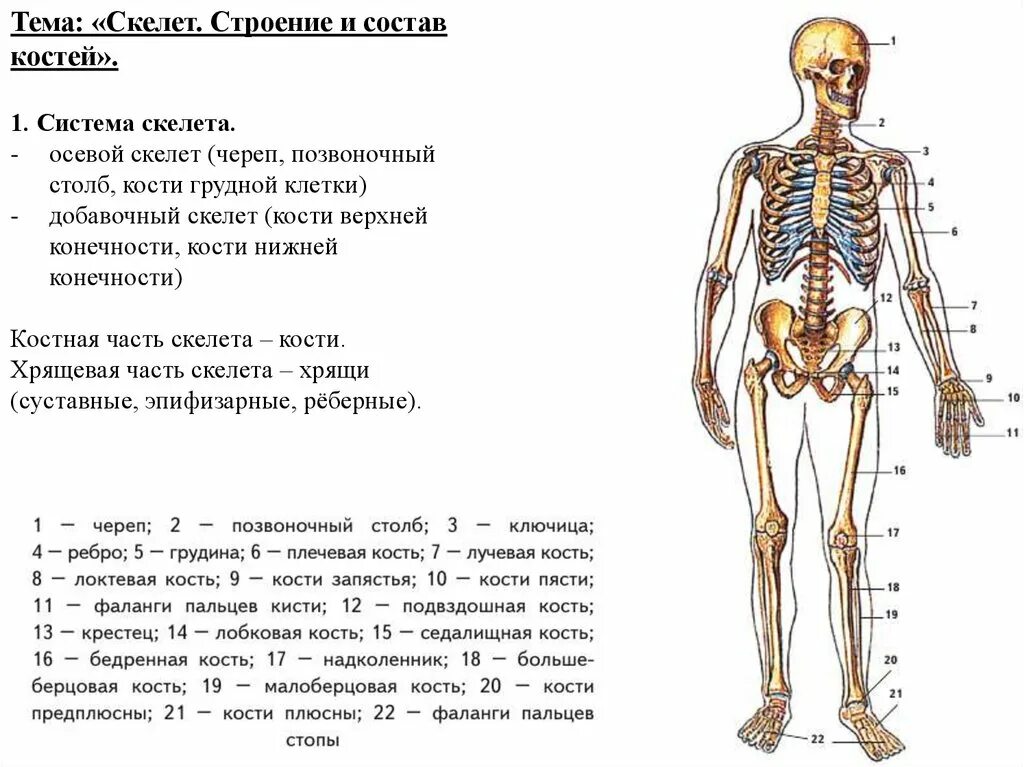 Строение скелета. Общий план строения скелета человека. Скелет строение состав и соединение костей. Строение скелета презентация.