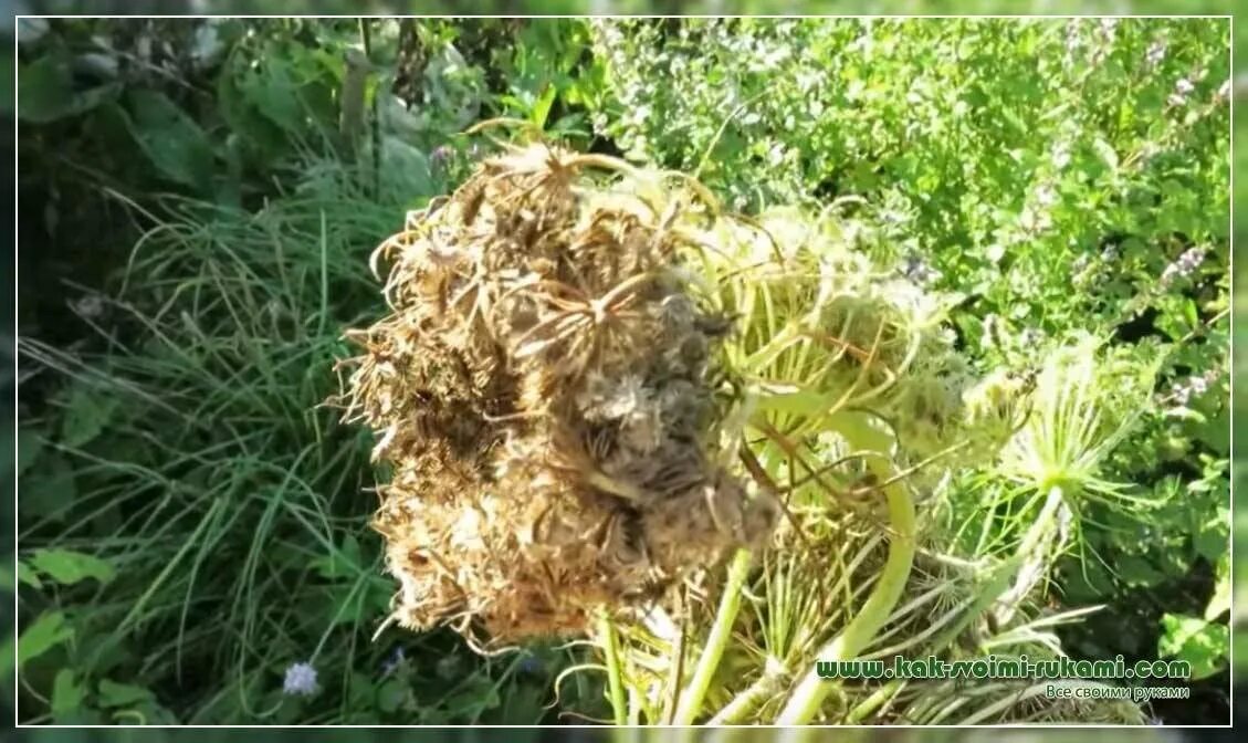 Морковь огородная двулетнее растение. Семена моркови в гранулах. Откуда берутся семена моркови. Морковь с ботвой. Семена морковки.