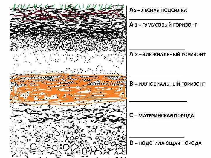 Материнская порода гумусовый вымывания вмывания. Почвенный иллювиальный Горизонт. Элювиальный Горизонт почвы. Структура иллювиального горизонта. Иллювиальный слой.