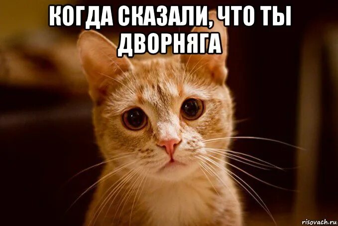Извини найди пожалуйста. Мемы с извинениями. извините позязя. котик извиняется. прости меня позязя.