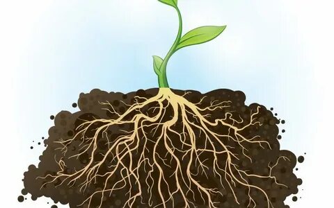 Planting the roots