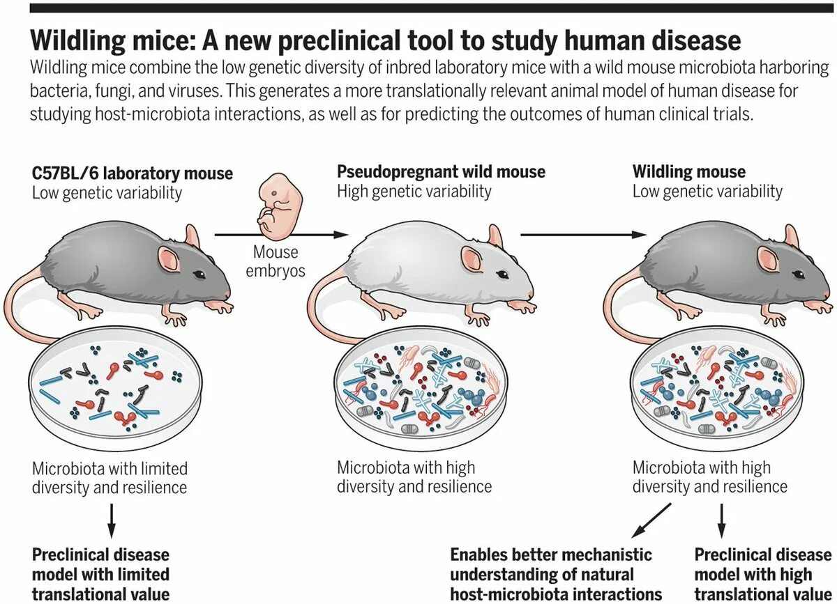 Mice cells. Mice система. Вымирание микробиоты. Мыши в лаборатории Альцгеймер. Альцгеймер на трансгенных животных.