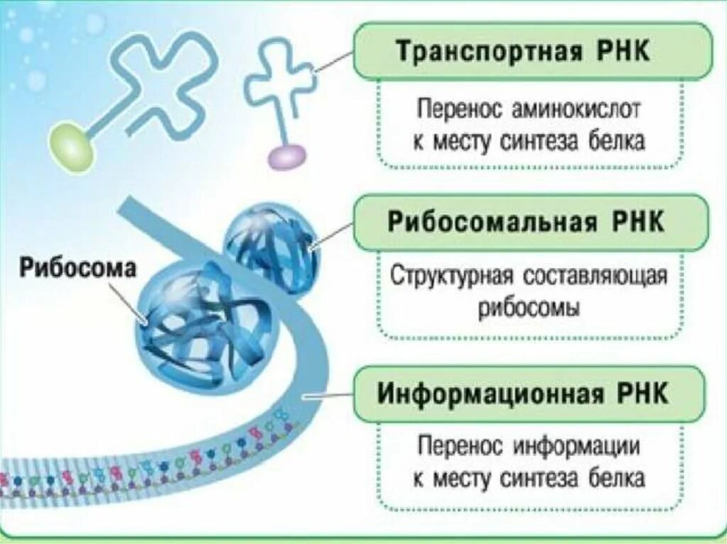 Рнк переносящие аминокислоты