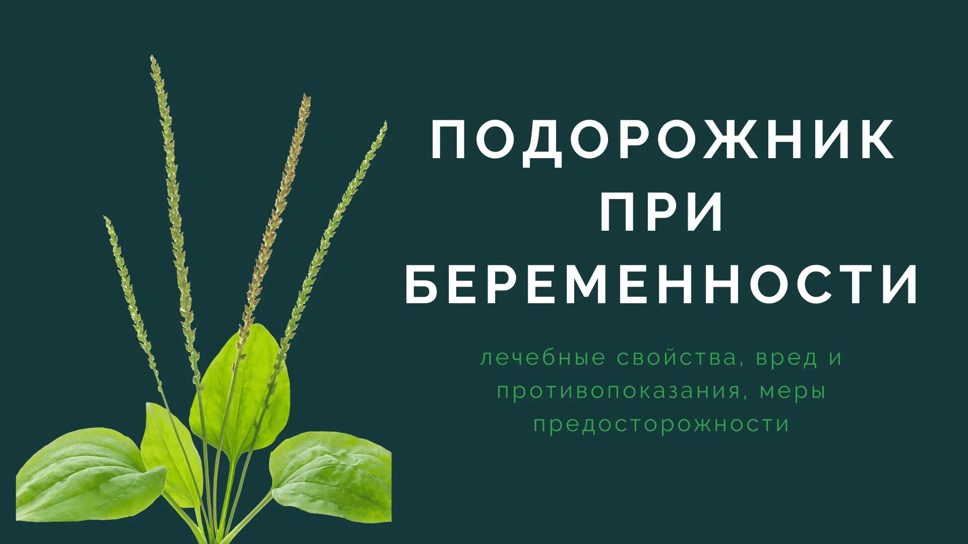 Целебные свойства подорожника. Подорожник. Подорожник лечебный. Подорожник лекарственное растение. Противопоказания подорожника.