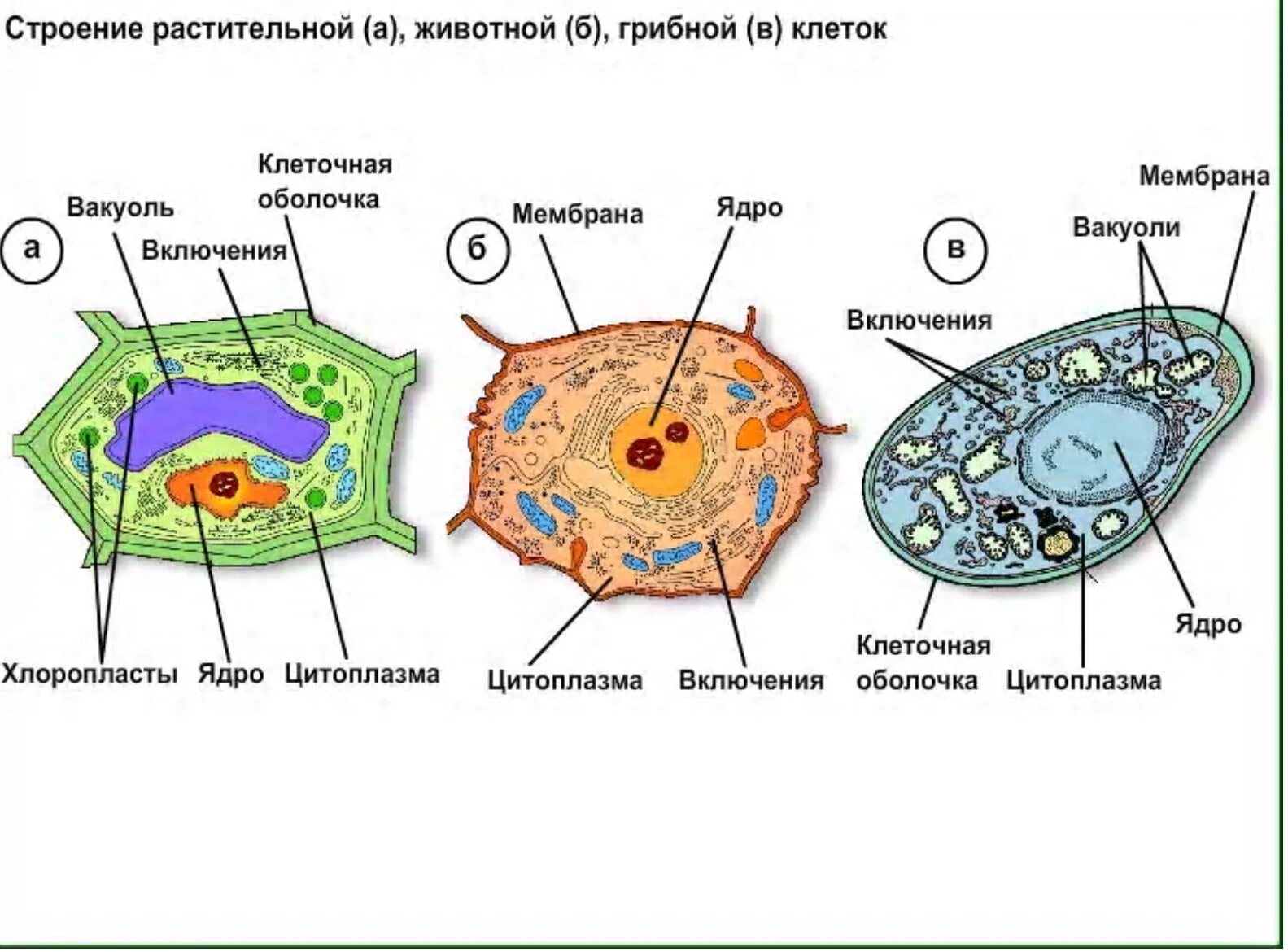 Верны ли суждения о строении грибной клетки. Строение клетки эукариот растений. Строение эукариотической клетки животного и растения. Строение эукариотической клетки растительной и животной клетки. Строение эукариотических клеток животной растительной.