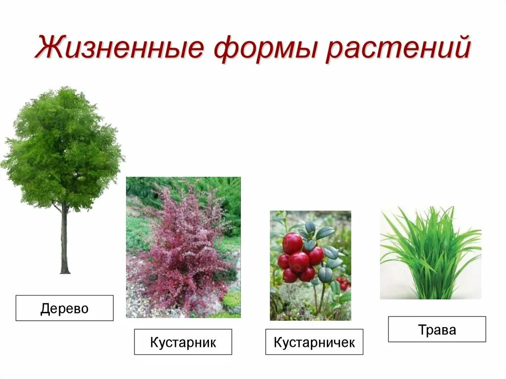 Основные жизненные формы деревья и кустарники