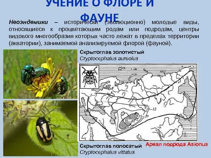 Изучение флоры и фауны. Понятие о флоре и фауне. палеоэндемики и неоэндемики. специальность флоры и фауны. специальность изучающая флору и фауну.